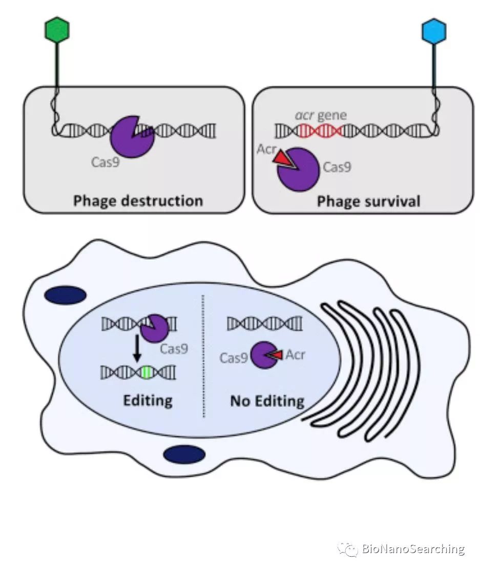 CAS9:CRISPR-CAS9系统的天然 噬菌体源“开关”-肽度TIMEDOO
