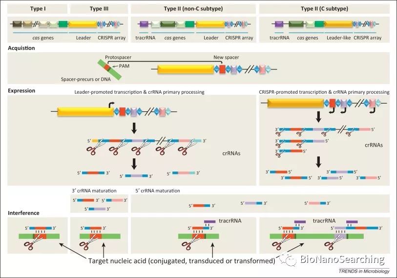 CAS9:CRISPR-CAS9系统的天然 噬菌体源“开关”-肽度TIMEDOO