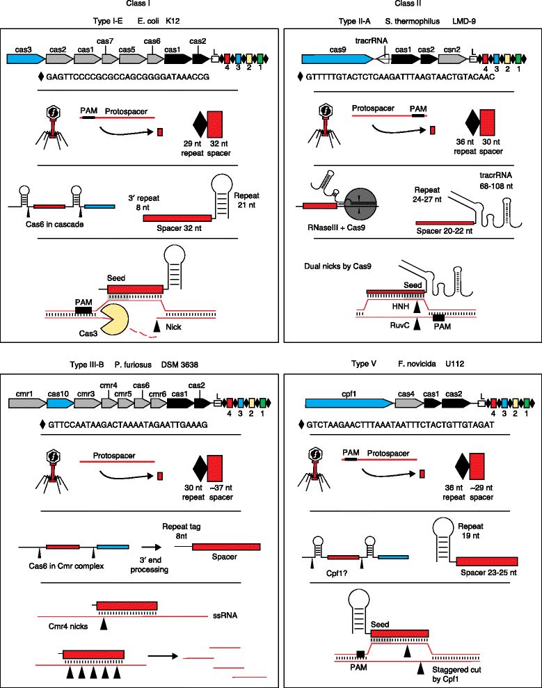 CAS9:CRISPR-CAS9系统的天然 噬菌体源“开关”-肽度TIMEDOO