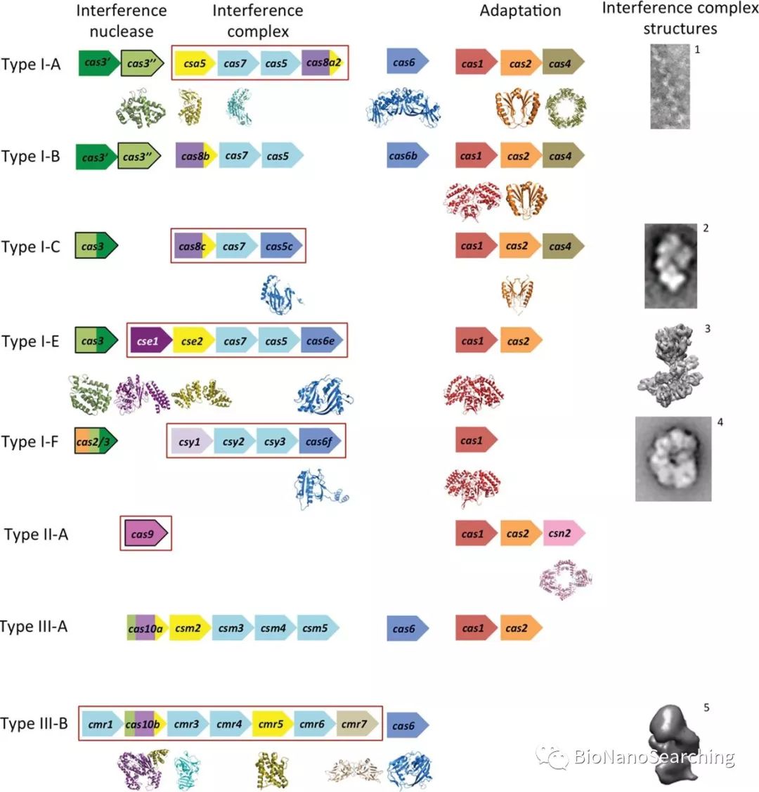 CAS9：CRISPR-CAS9系统的天然 噬菌体源“开关”
