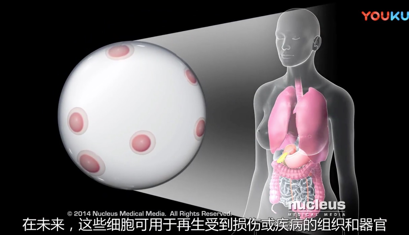 【3D演示】干细胞及干细胞移植，精美极了！