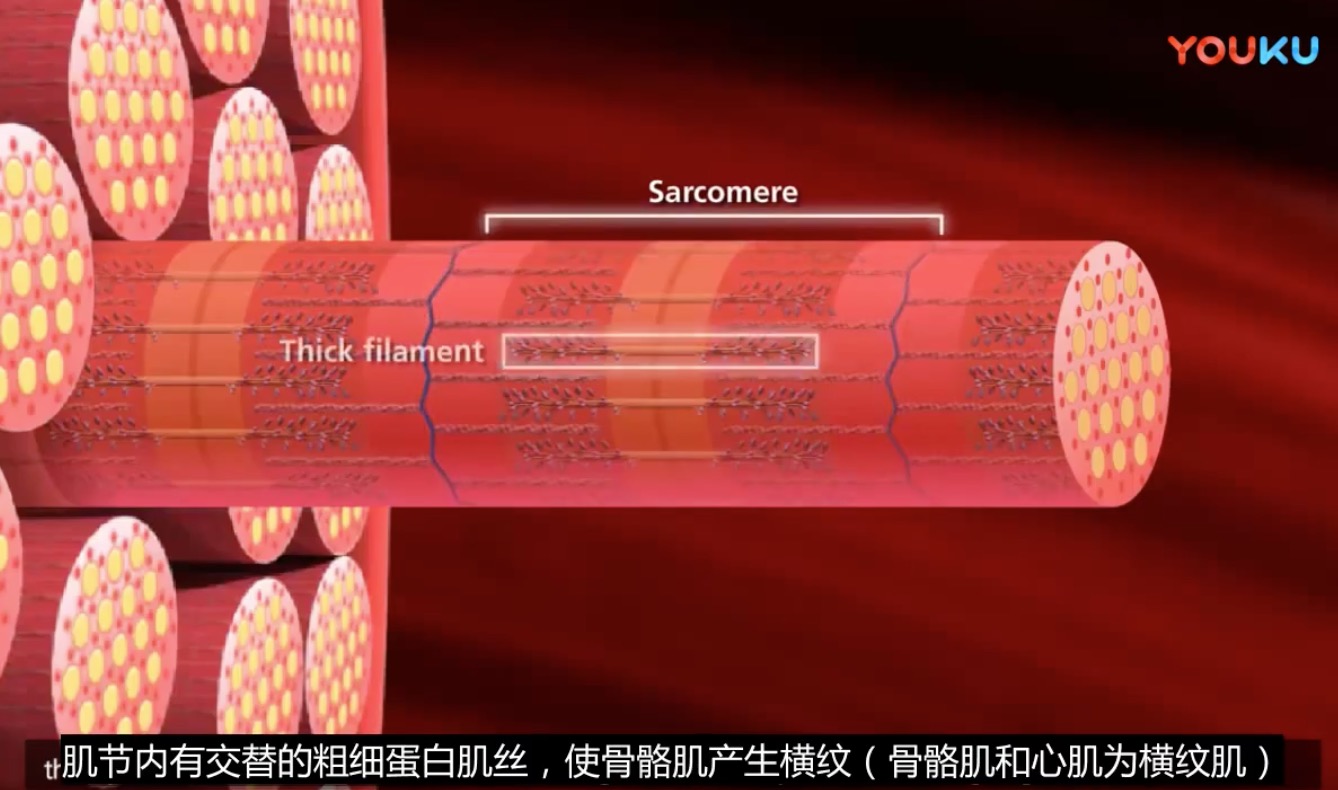 【3D演示】肌肉收缩原理