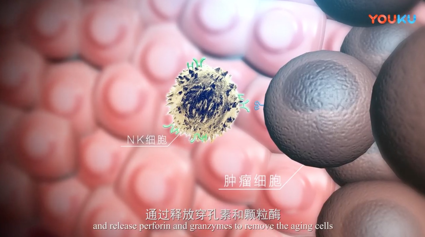 【3D演示】细胞奇缘科学篇（国语）