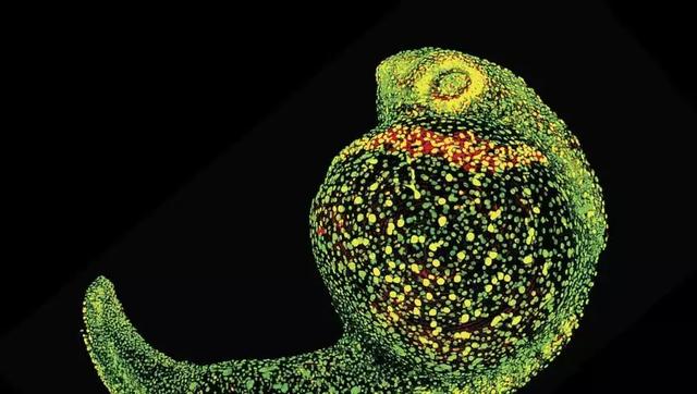 Science:年度十大科学突破,单细胞测序将改变未来十年的研究-肽度TIMEDOO