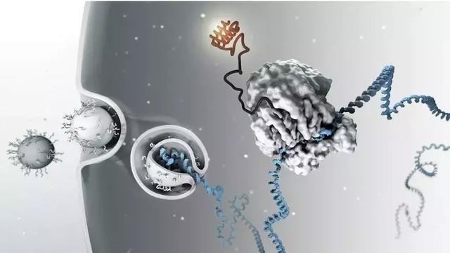Science:年度十大科学突破,单细胞测序将改变未来十年的研究-肽度TIMEDOO