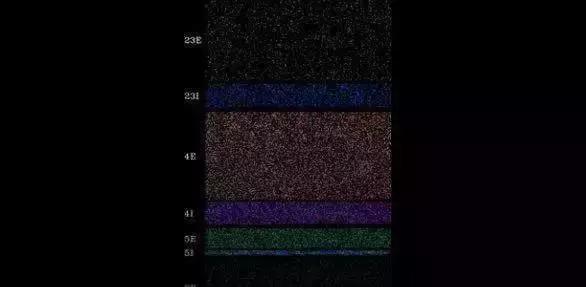 GPU再显神功,实现最快、最节能的大鼠大脑模拟器-肽度TIMEDOO