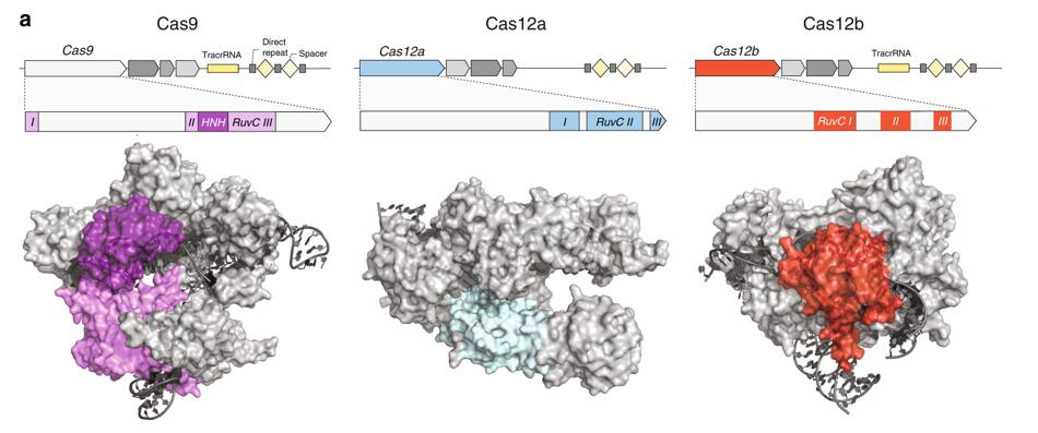 张锋团队发现第三个可用于人类基因组编辑的CRISPR-Cas系统-肽度TIMEDOO