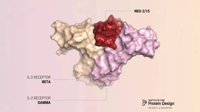 Nature：合成生物学和癌症治疗双里程碑！科学家从头设计全新抗癌蛋白，有效抗癌同时避免副作用-肽度TIMEDOO