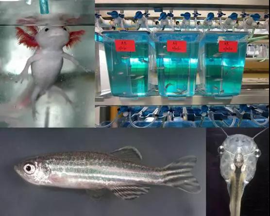 从全球首批人兽嵌合体到美国首个基因编辑人类胚胎,这位科学狂人将CRISPR的应用潜力发挥到了极致-肽度TIMEDOO