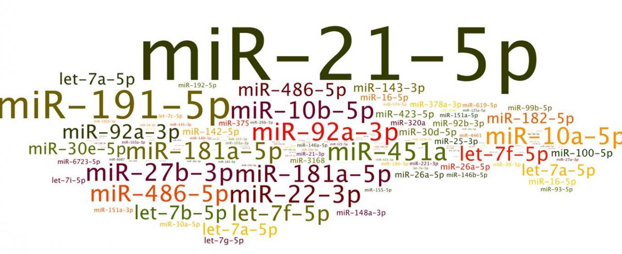 手把手教你miRNA研究套路及引物设计方法-肽度TIMEDOO