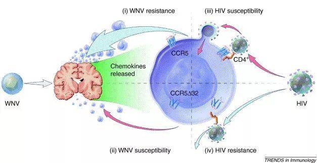 中国基因编辑双胞胎很可能已获“强化大脑”,Cell发布最新CCR5基因研究-肽度TIMEDOO