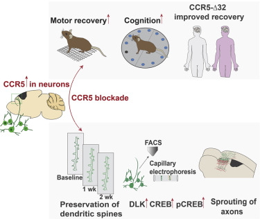 Cell:CCR5,大脑中风、损伤后恢复的治疗靶标-肽度TIMEDOO