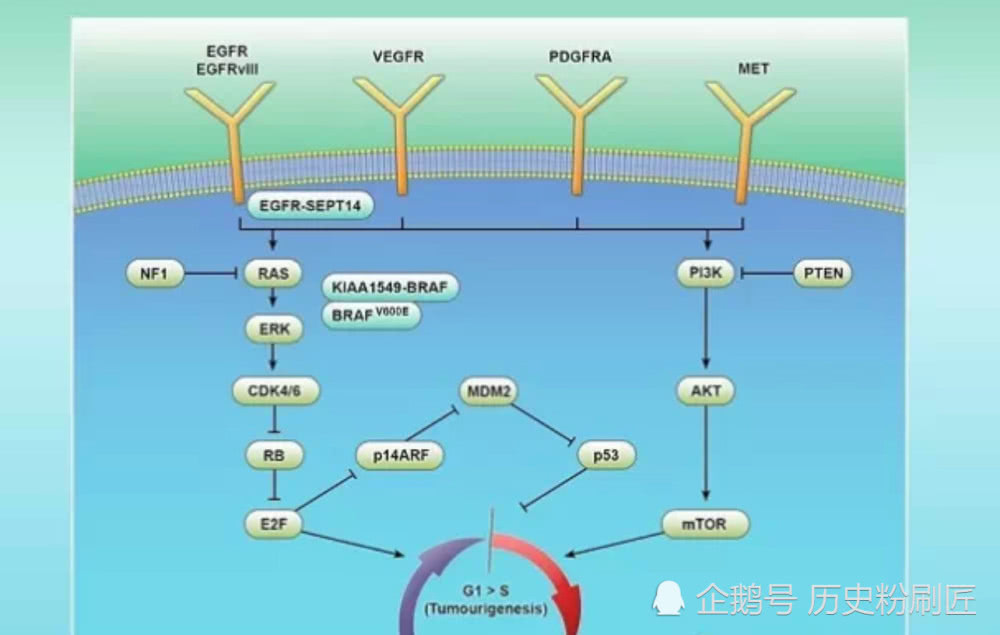 百年抗癌史:人类从来就没有停止对癌症探索的脚步-肽度TIMEDOO