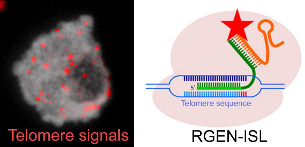 点亮基因组——基于CRISPR/Cas9的新方法-肽度TIMEDOO