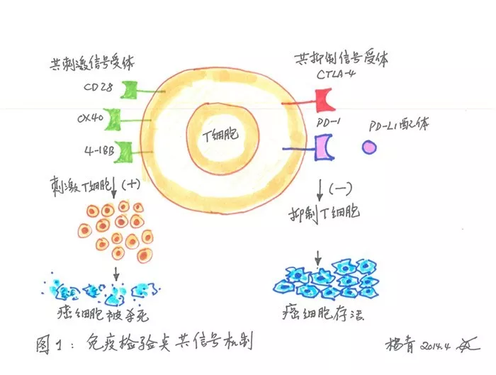 研发抗癌药，中国药企的一场“愚公移山”