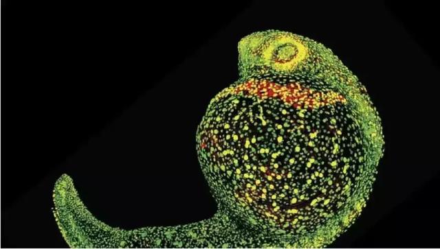 DeepTech发布2019年生命科学领域十大技术趋势,生物科技已迈入黄金时代!-肽度TIMEDOO