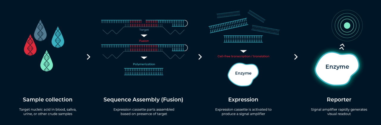 当合成生物学遇上CRISPR，张锋又成立新公司了-肽度TIMEDOO