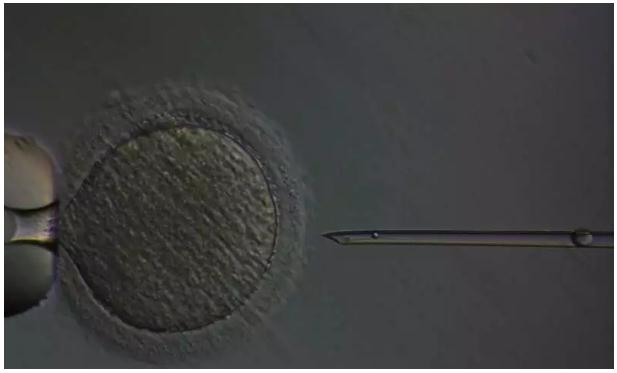 360截图20190326093550802.jpg Science:儿童癌症患者的生育能力有救了,动物实验已成功生下健康后代-肽度TIMEDOO