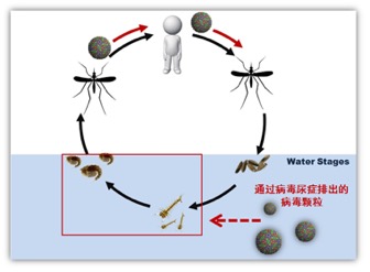 科学家发现寨卡病毒传播新途径-肽度TIMEDOO