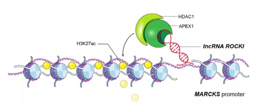 一起来盘点lncRNA最新研究进展（20190404）-肽度TIMEDOO