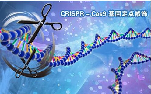 科学家将开发基于CRISPR基因编辑技术的永久性心脏病预防针