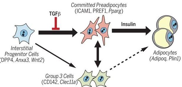 Science:别再让脂肪背锅了!科学家发现这种脂肪扩增是有益的-肽度TIMEDOO