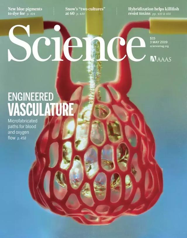 重磅成果!美科学家“造”出人类血管网络,3D打印可植入器官迎来大突破-肽度TIMEDOO