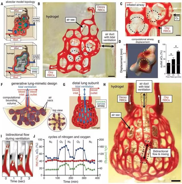 重磅成果!美科学家“造”出人类血管网络,3D打印可植入器官迎来大突破-肽度TIMEDOO