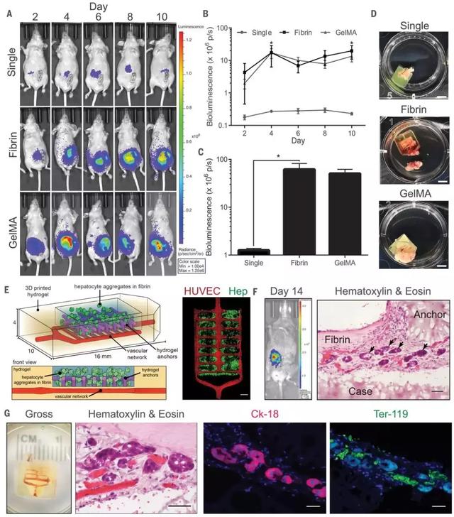 重磅成果!美科学家“造”出人类血管网络,3D打印可植入器官迎来大突破-肽度TIMEDOO