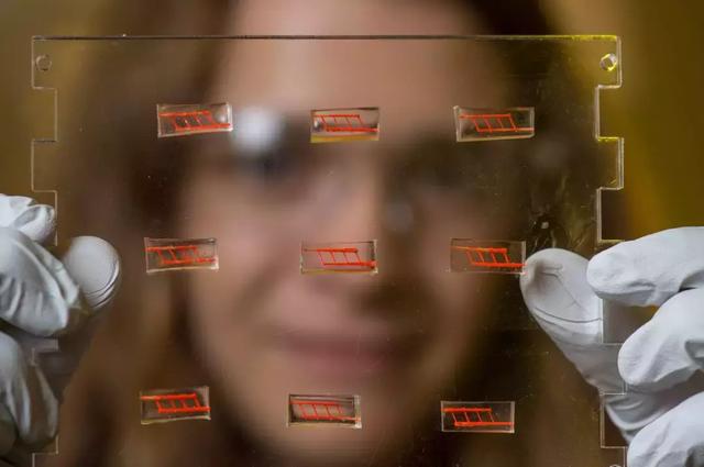 重磅成果!美科学家“造”出人类血管网络,3D打印可植入器官迎来大突破-肽度TIMEDOO
