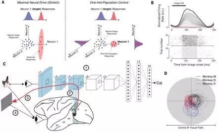 Science重磅:史上首次!MIT研究用AI控制动物大脑活动-肽度TIMEDOO