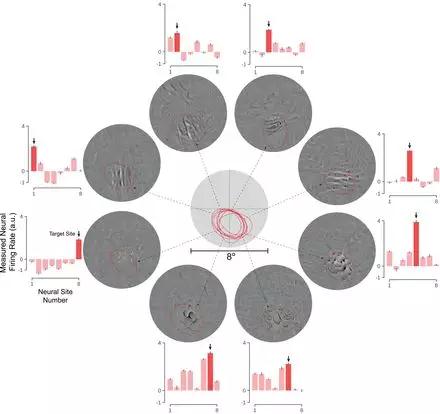 Science重磅:史上首次!MIT研究用AI控制动物大脑活动-肽度TIMEDOO