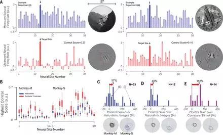 Science重磅:史上首次!MIT研究用AI控制动物大脑活动-肽度TIMEDOO