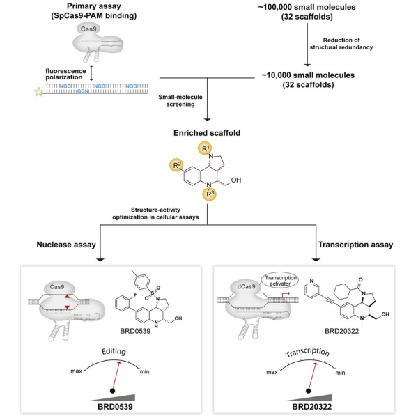 Cell:首个小分子抑制剂可以精确控制CRISPR-Cas9基因编辑-肽度TIMEDOO