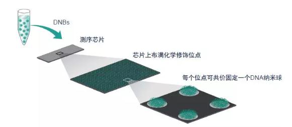 360截图20190510151030822.jpg 华大智造完成2亿美元首轮募资-肽度TIMEDOO