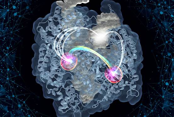 Cell：2019年生物物理学美图欣赏，领略科学之美-肽度TIMEDOO