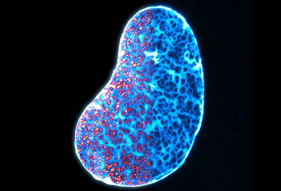 Cell：2019年生物物理学美图欣赏，领略科学之美-肽度TIMEDOO