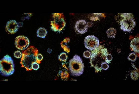 Cell：2019年生物物理学美图欣赏，领略科学之美-肽度TIMEDOO