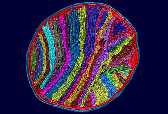 Cell：2019年生物物理学美图欣赏，领略科学之美-肽度TIMEDOO