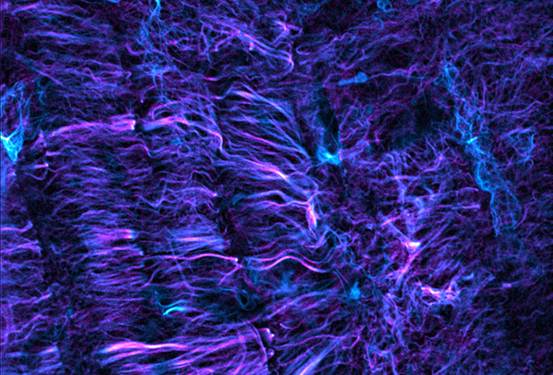 Cell：2019年生物物理学美图欣赏，领略科学之美-肽度TIMEDOO