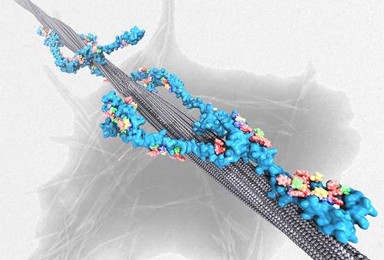 Cell：2019年生物物理学美图欣赏，领略科学之美-肽度TIMEDOO