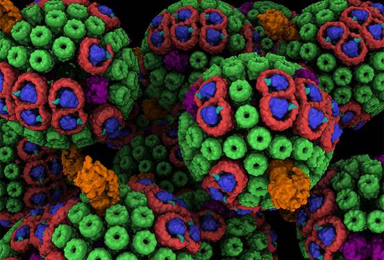 Cell：2019年生物物理学美图欣赏，领略科学之美-肽度TIMEDOO