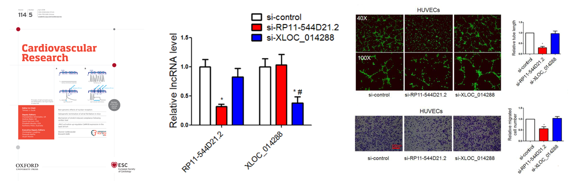 lncRNA功能缺失性研究方法,你真的选对了吗?-肽度TIMEDOO