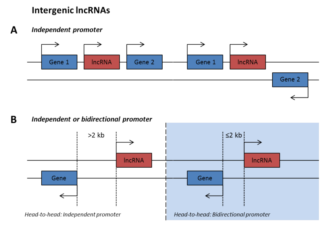 lncRNA功能缺失性研究方法,你真的选对了吗?-肽度TIMEDOO