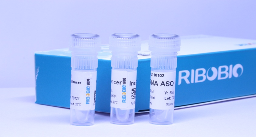 lncRNA功能缺失性研究方法,你真的选对了吗?-肽度TIMEDOO