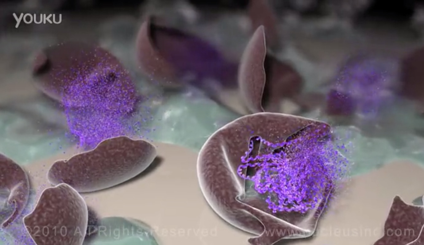 全球顶尖3D医学动画集锦 Nucleus