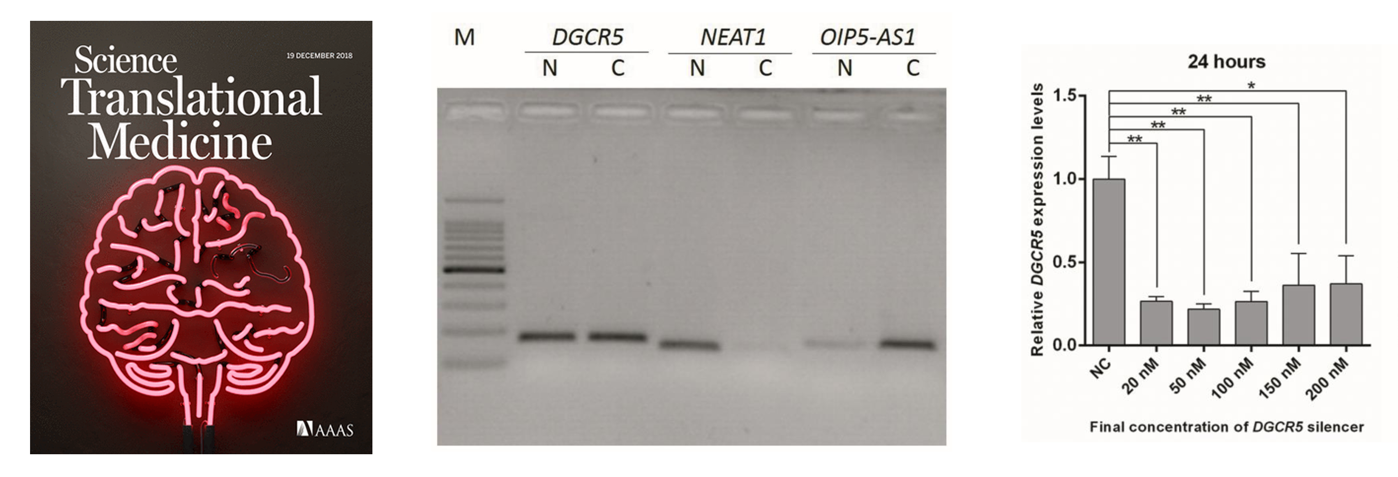 lncRNA功能缺失性研究方法,你真的选对了吗?-肽度TIMEDOO