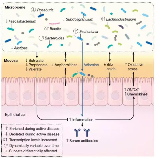 人类微生物组计划第二阶段成果重磅发布,揭示微生物对健康影响-肽度TIMEDOO