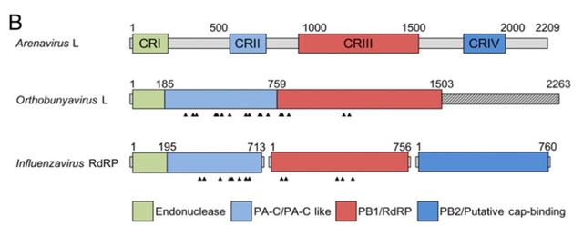 PNAS:揪住最致命 RNA 病毒的“小尾巴”-肽度TIMEDOO