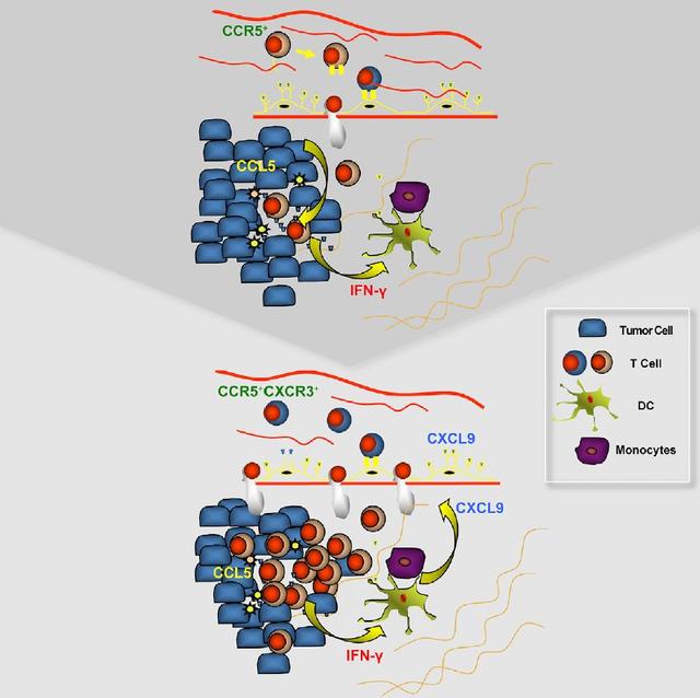 Cancer Cell：T 细胞打入肿瘤细胞要先对好“暗号”-肽度TIMEDOO